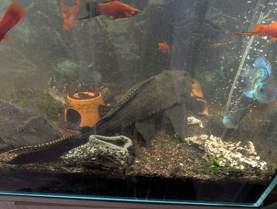 Duży glonojad Plekostomus 45 cm – 3 sztuki dostępne – Kraków / Rytro.