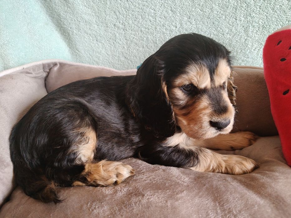 Cocker spaniel angielski piesek , badania