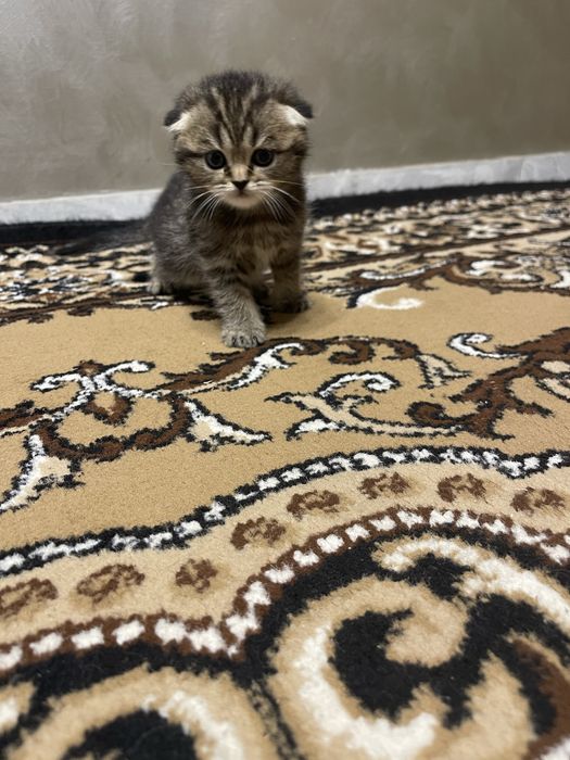 Шотландські кошенята