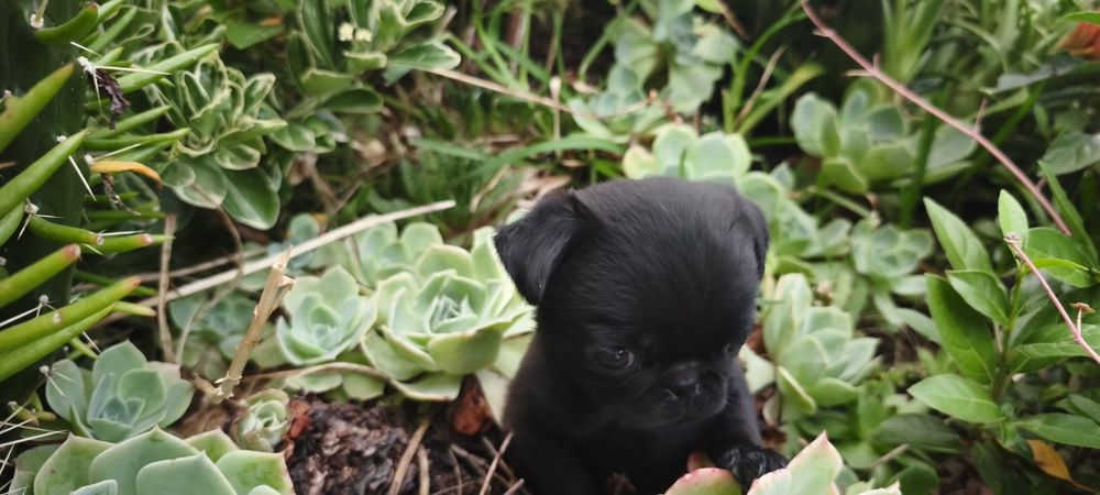 Pug carlin criado em ambiente familiar disponível para entrega imediata desparasitado vacinado pais á vista possibilidade de entrega ao domicilio Env
