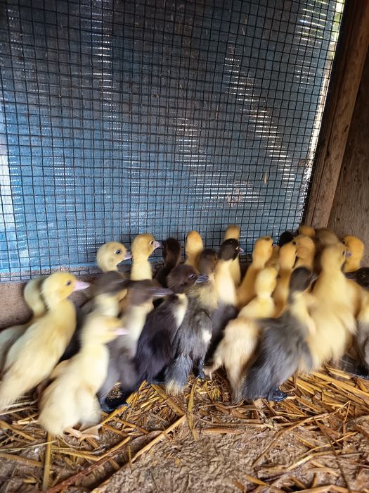 Vendo patos mudos pequenos