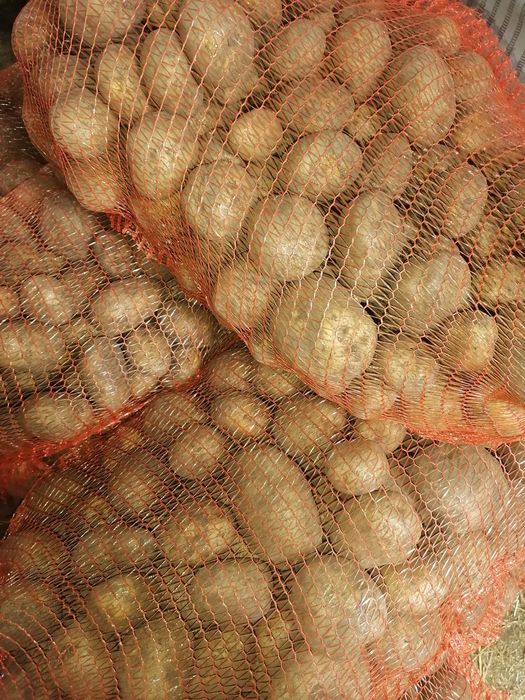 Ziemniaki wielkość sadzeniaka