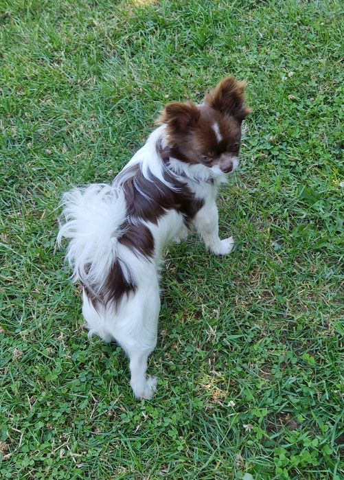 Chihuahua długowłosy biało- czekoladowy.