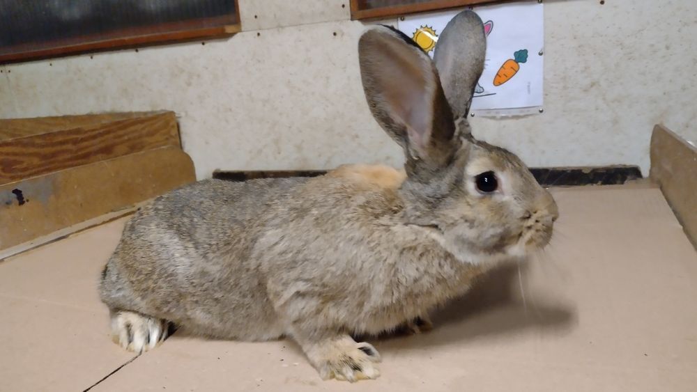 Królik młody Samiec