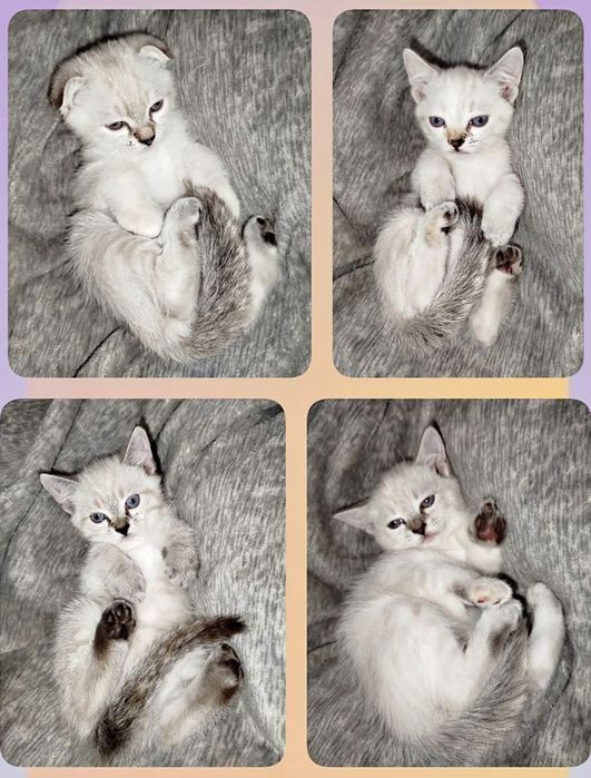 Котята срібна шиншила