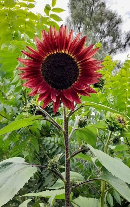 Sementes de girassóis ( girassóis secos) rico alimento para