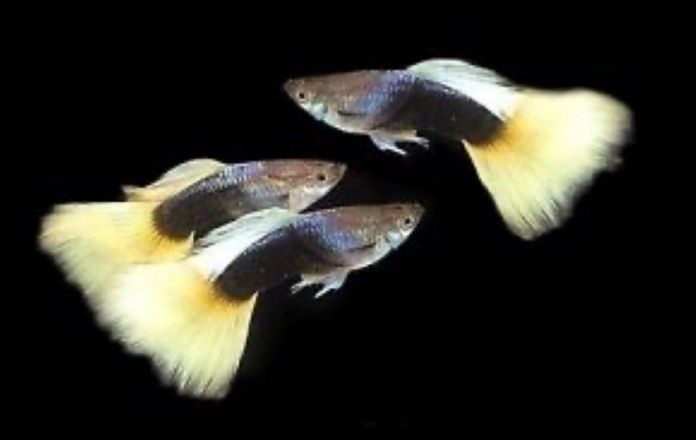 Gupik rasowy tuxedo Pastel hb