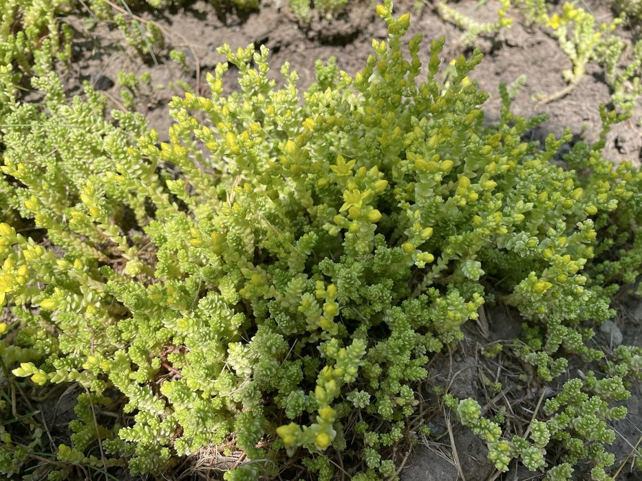 Седум очиток їдкий Єллоу Квін (Sedum acre Yellow Queen)