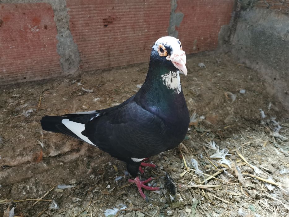Pombo correio linha antiga