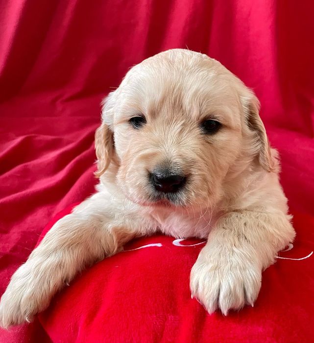 Golden Retriever com LOP criado em ambiente familiar