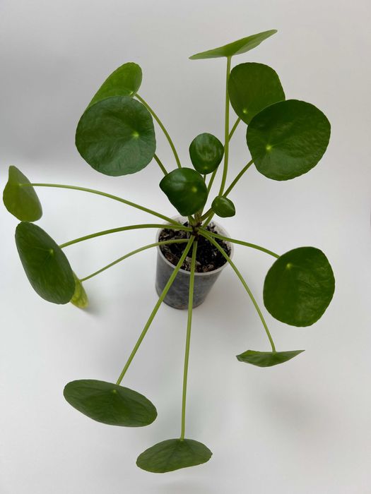 Епіпремнум, Філодендрон, Пілея, Хлорофітум