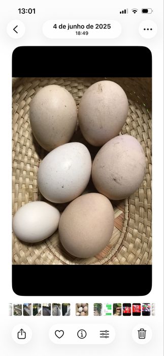 PAVÃO Asa Negra -OVOS para incubação