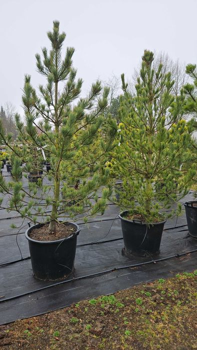 Duże drzewa do 5m Sosna Świerk Jodła Liściaste Dostawa sadzenie