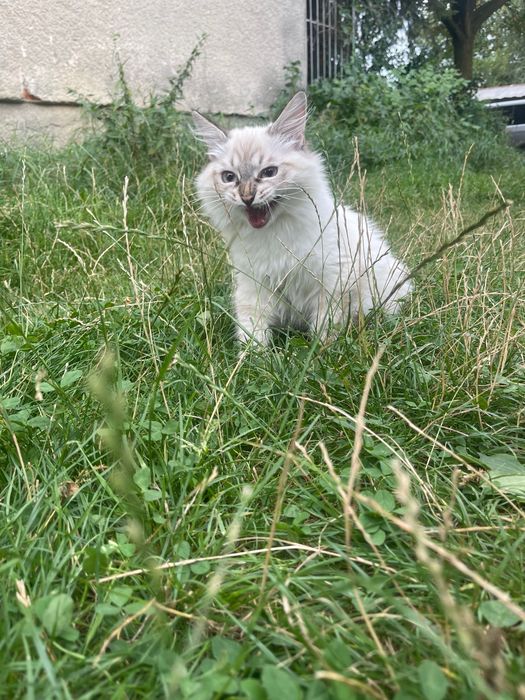 Кошеня породи невська маскарадна