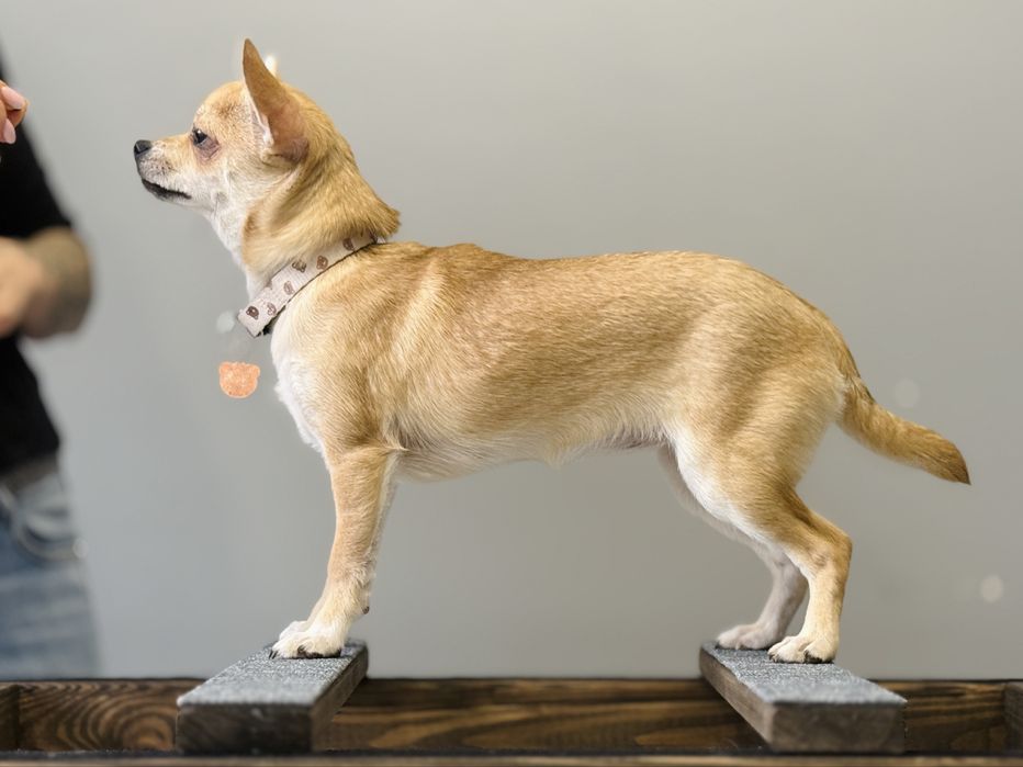 Box pudło do nauki pozycji wystawowej dla psa. Handling stack box