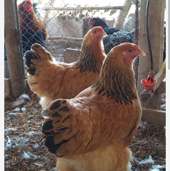 Vendo ovos  de brahmas perdiz dourada. Perdiz azul. Buf,e Dark.