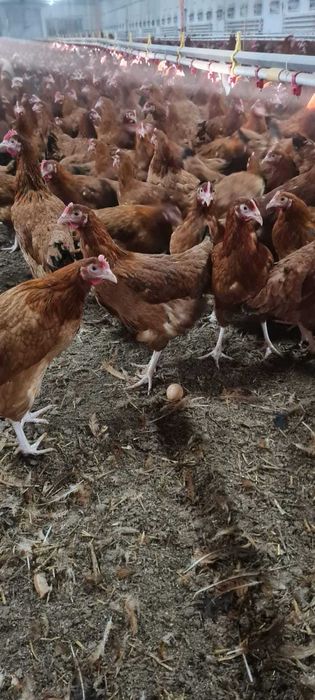 kurki młode dowóz gratis