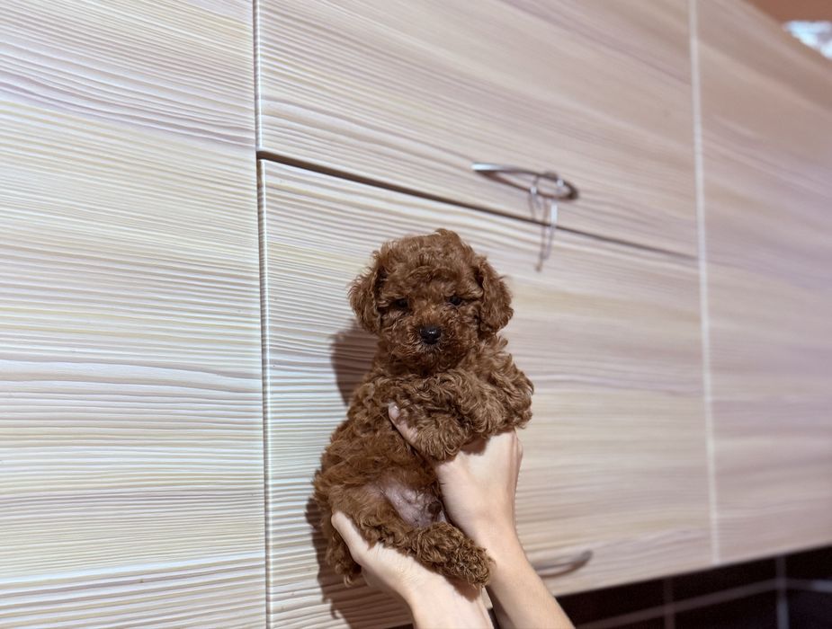 Той пудель мальчик и девочка