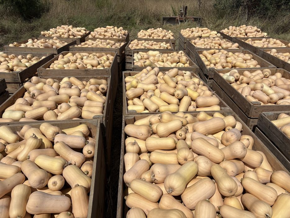 Abóbora Butternut