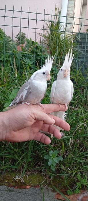 Caturras criadas a mão e domesticadas