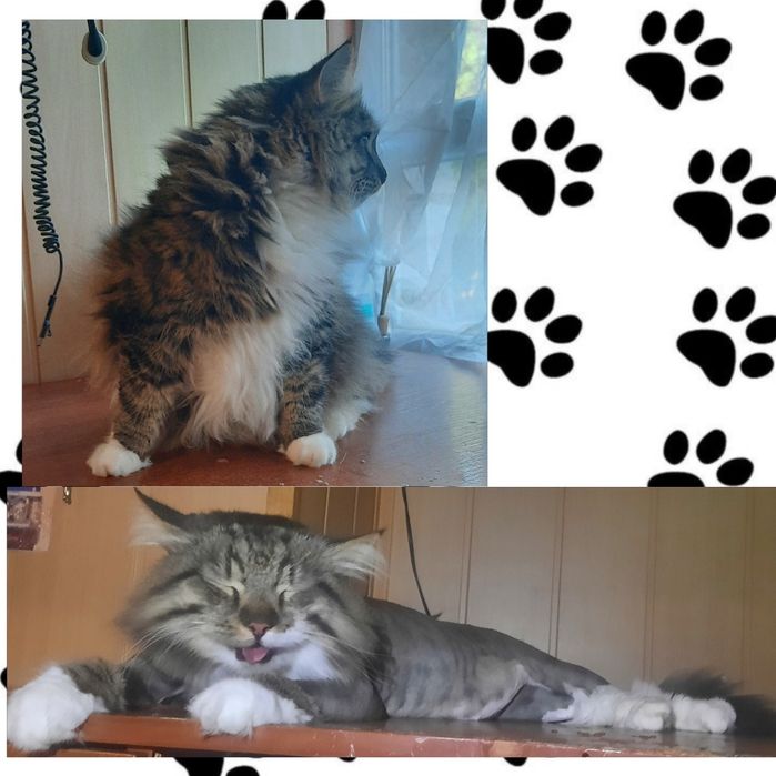 Грумер.стрижка животных.кроликов.груминг.услуги для животных вычёсыван