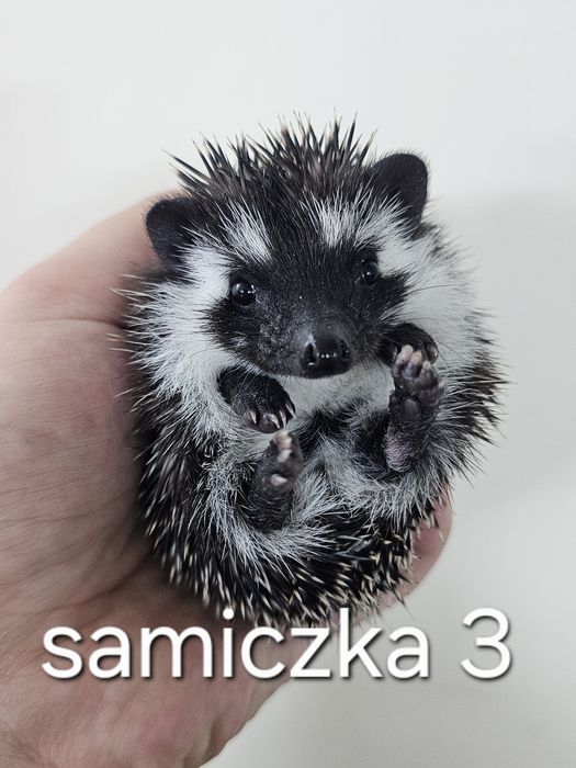 Jez pigmejski jez afrykański