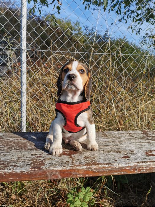 Beagle Tricolor - wybitne z rodowodem!