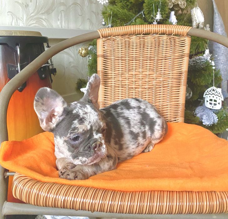 Дівчинка блу мерле 2.5 місяці