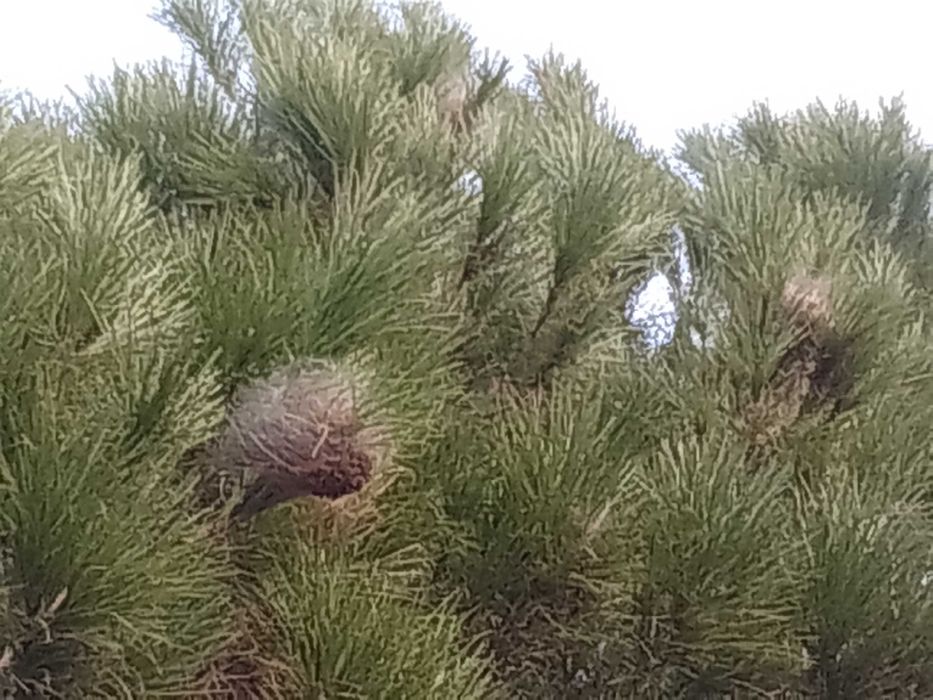 Limpeza de palmeiras e pinheiro e outros