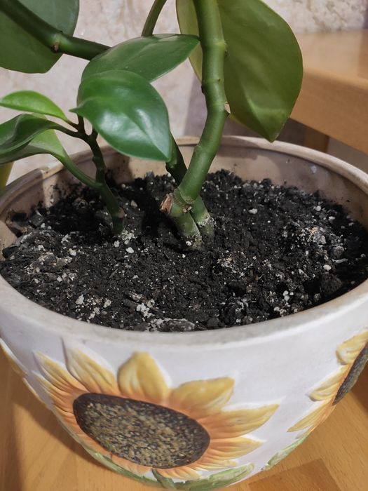 Кімнатні квіти паперомія