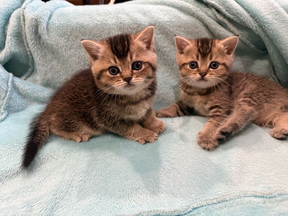 Шотлндські золоті шиншилки