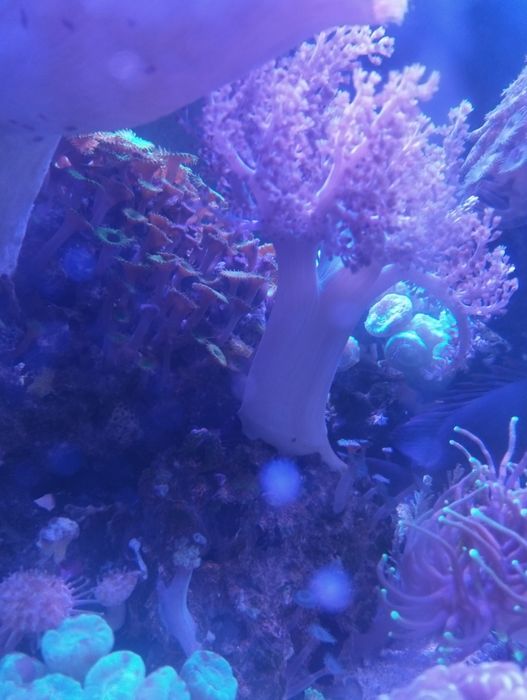 Koralowiec capnella duża