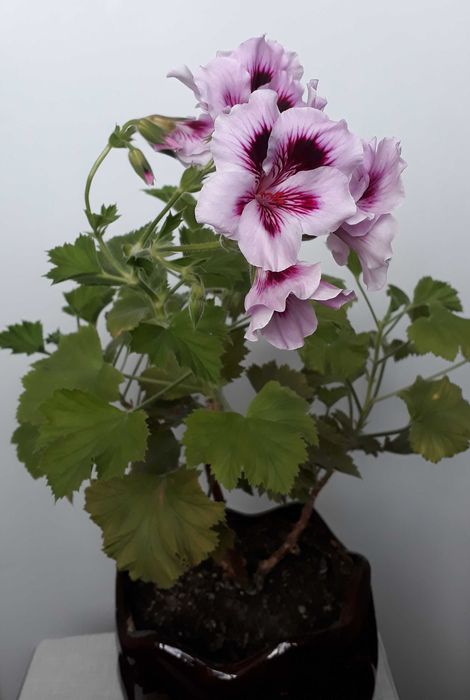 пеларгонія королівська, заввишки 44 см