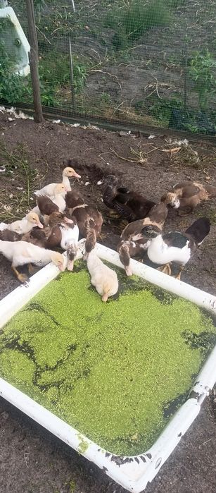 Продам індо каченята
