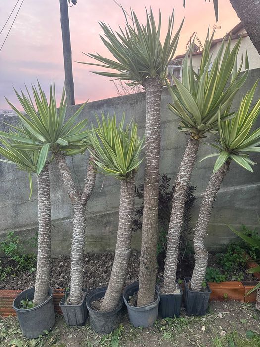 Palmeiras Yucca  – Prontas a Plantar | Excelente Oportunidade