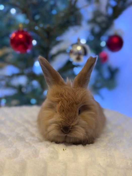 Królik angora angielska YORK