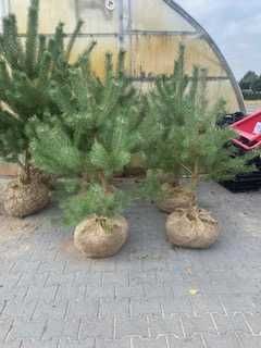 Sosna pospolita 100 - 250 cm