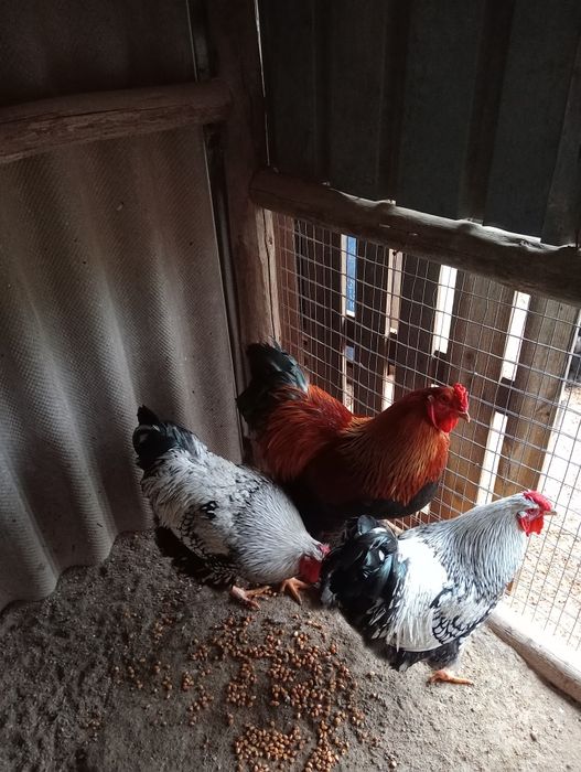 Galos Brahma perdiz dourada e wyandote prata