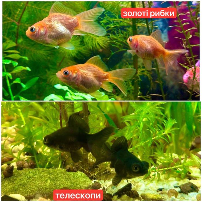 Акваріумні рибки,креветки,рослини.Аквариумные рыбки,креветки,растения