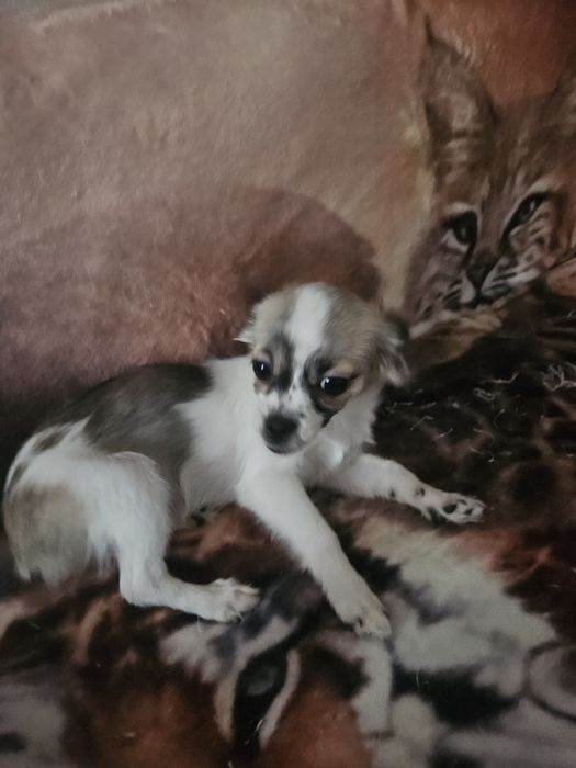 Срочно.Продаю щенята девочка чихуахуа длиношерстная