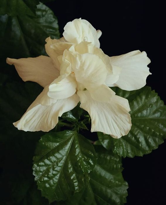 Продам прищепу сортового гібіскуса White Kalakaua