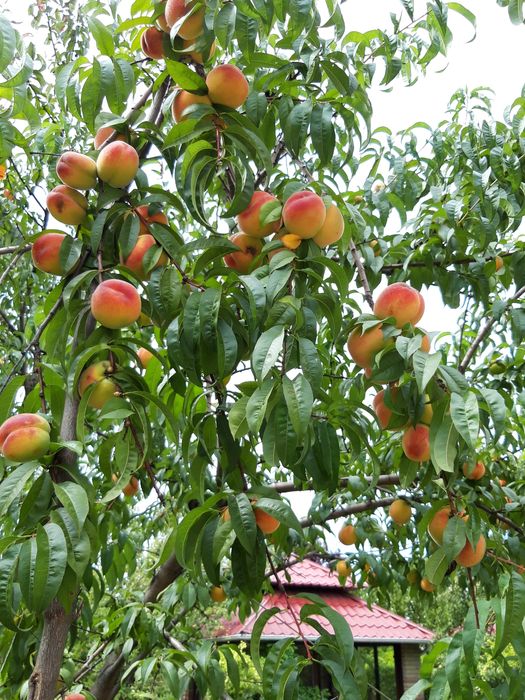 Будинок, 200м2, Гоголів, 20 сот., Сауна, Безготівка, Броварський р-н