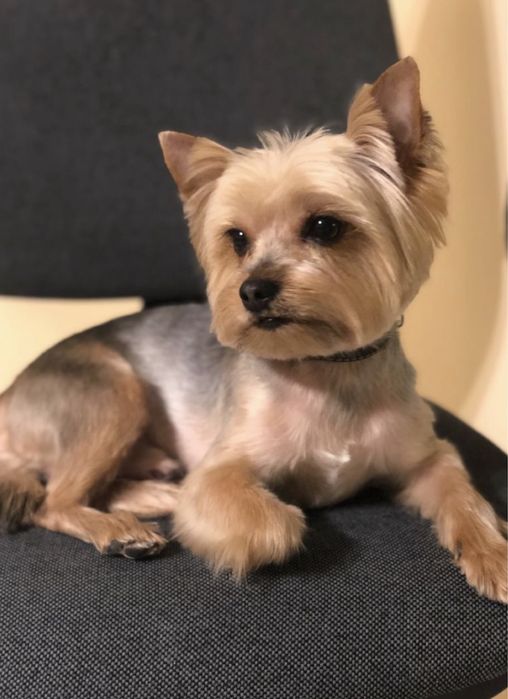 В‘язка йоркширський терєр