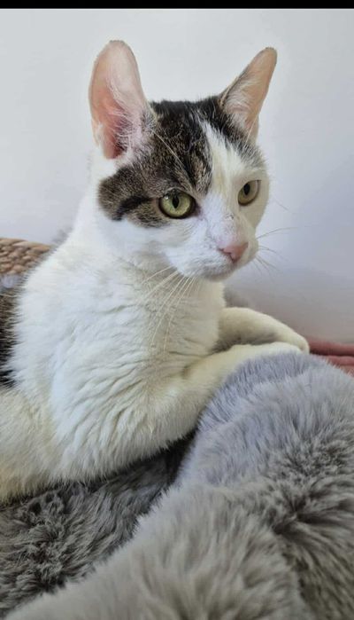 Frużelinka malutka kotka czeka na swojego przyjaciela