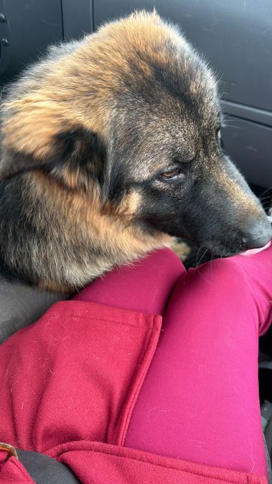 Adoção Pastor alemão macho