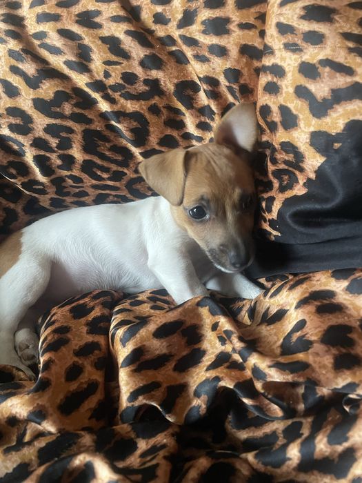 Продається чудова дівчинка