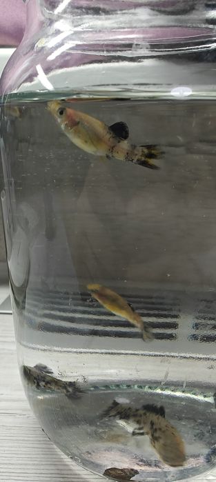 Рибки акваріумні