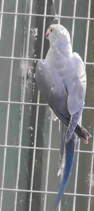 Conures de Cabeça Azul e Ring Neck Violeta Turquesa