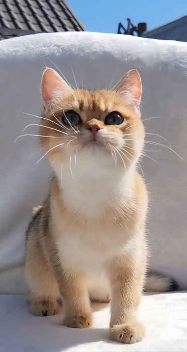 Шотландське кошеня золота шиншила