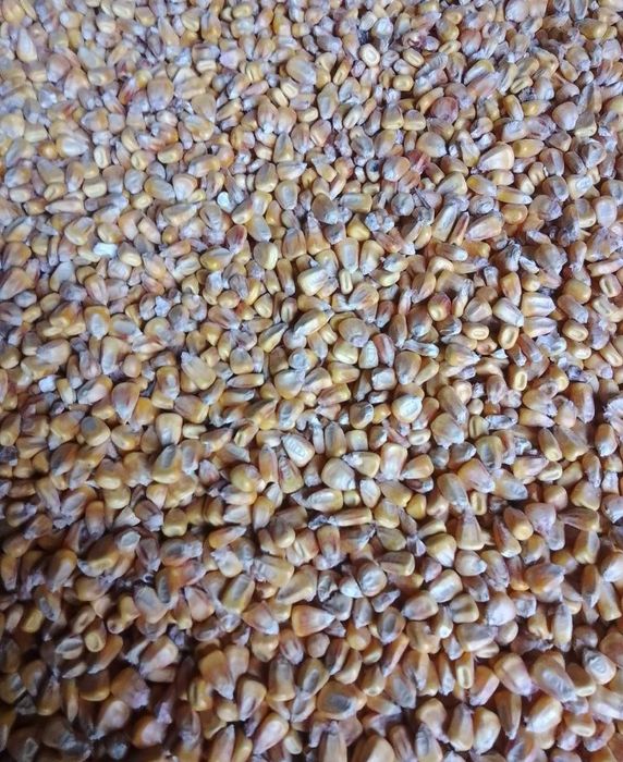 Продам пшеницю ячмінь кукурудзу